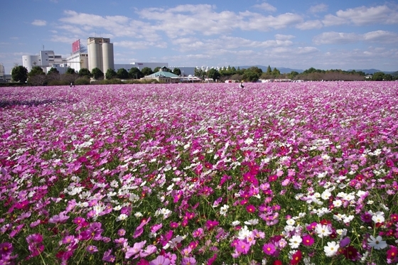 行楽なび キリン花園のスポット情報